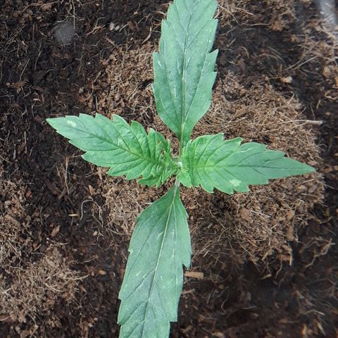 Red Critical Auto growlog timeline photo