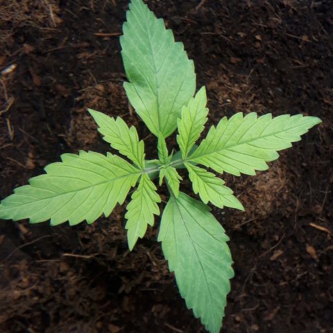 Red Kush Auto growlog timeline photo