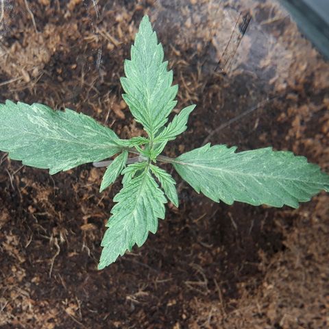 Red Skunk Auto growlog timeline photo