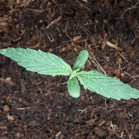 Red Sugar Auto growlog timeline photo