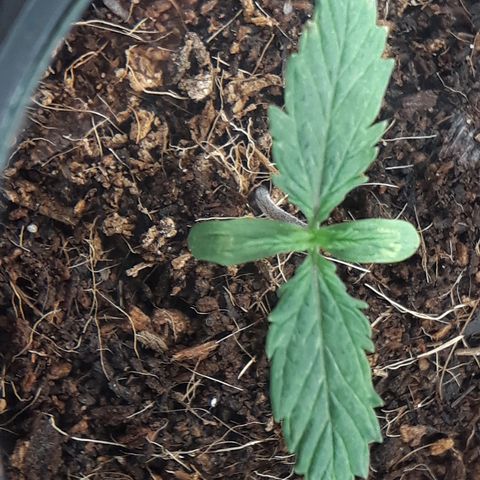 Red Sugar Auto growlog timeline photo