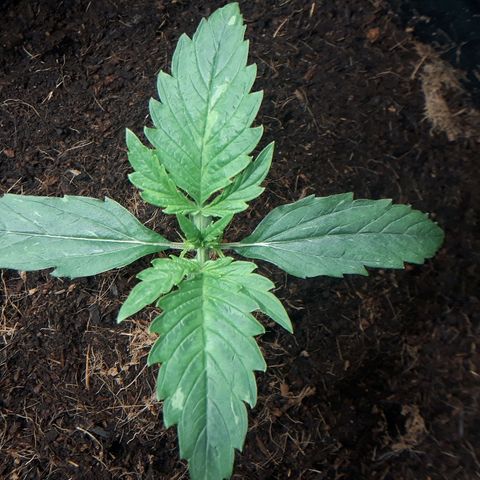 Red Critical Auto growlog timeline photo