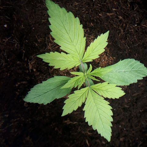 Red Kush Auto growlog timeline photo