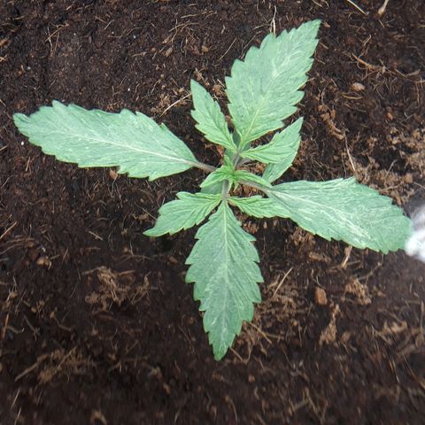 Red Skunk Auto growlog timeline photo