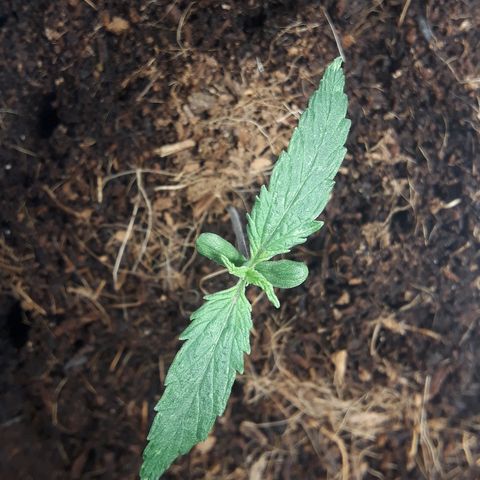 Red Sugar Auto growlog timeline photo