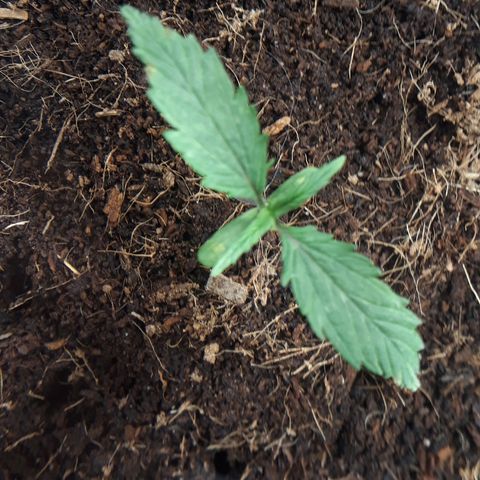 Red Sugar Auto growlog timeline photo