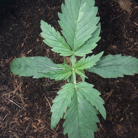 Red Critical Auto growlog timeline photo