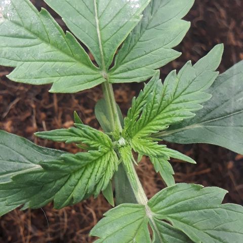 Red Critical Auto growlog timeline photo