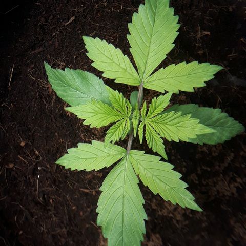 Red Kush Auto growlog timeline photo