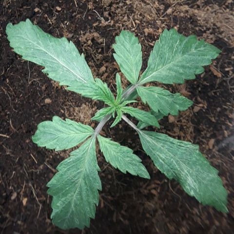 Red Skunk Auto growlog timeline photo