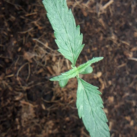 Red Sugar Auto growlog timeline photo