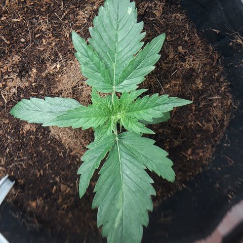 Red Critical Auto growlog timeline photo