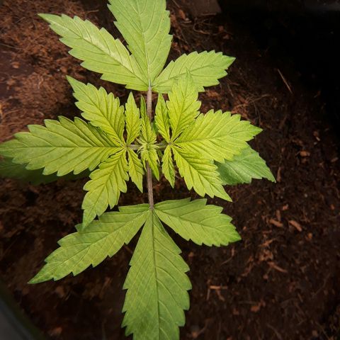 Red Kush Auto growlog timeline photo