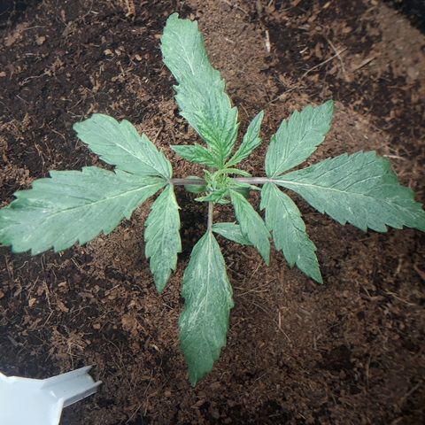 Red Skunk Auto growlog timeline photo