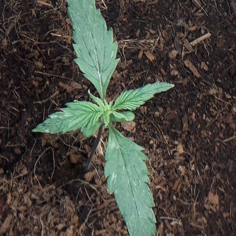 Red Sugar Auto growlog timeline photo