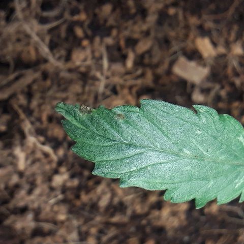 Red Sugar Auto growlog timeline photo