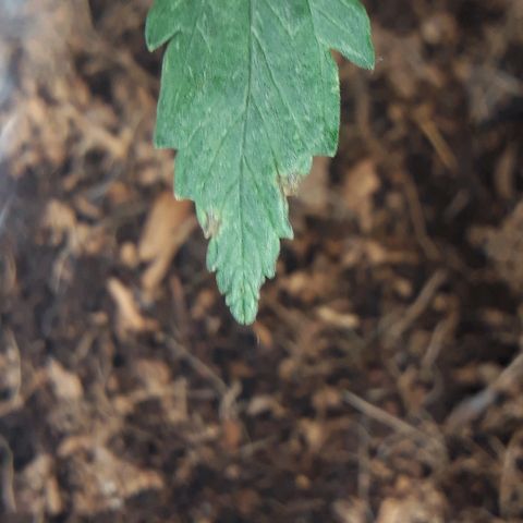 Red Sugar Auto growlog timeline photo