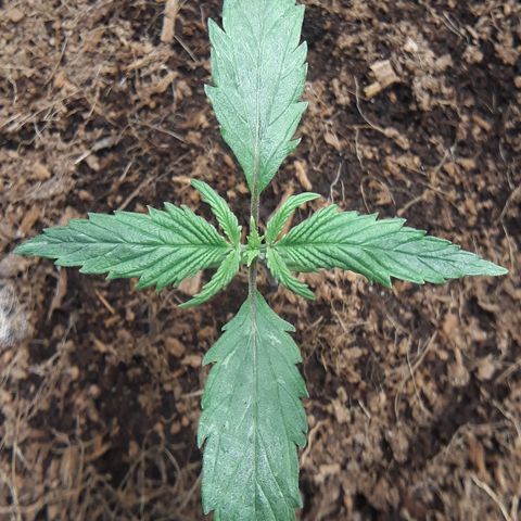 Red Sugar Auto growlog timeline photo