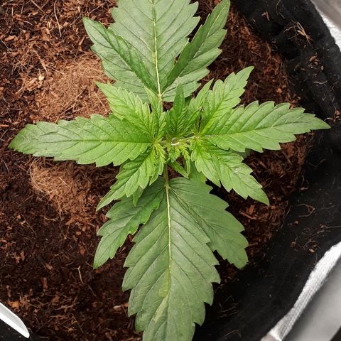 Red Critical Auto growlog timeline photo