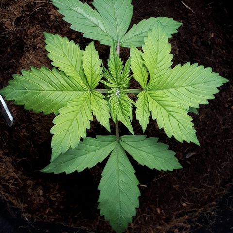 Red Kush Auto growlog timeline photo
