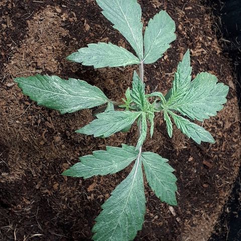 Red Skunk Auto growlog timeline photo