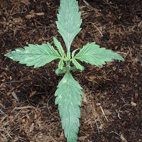 Red Sugar Auto growlog timeline photo