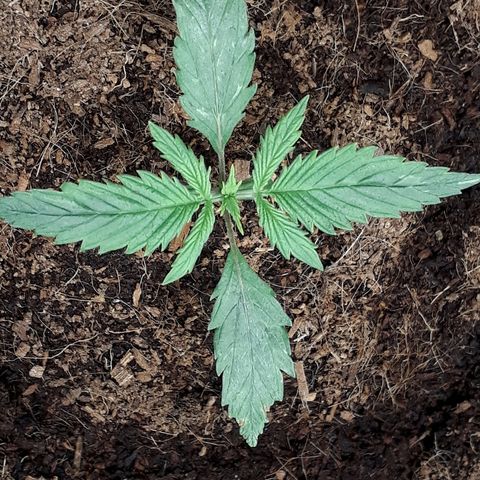 Red Sugar Auto growlog timeline photo
