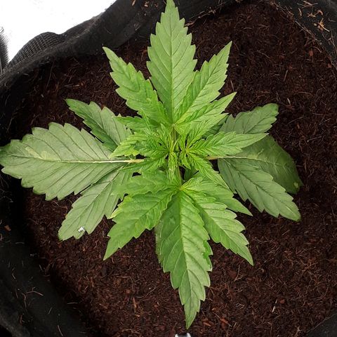 Red Critical Auto growlog timeline photo