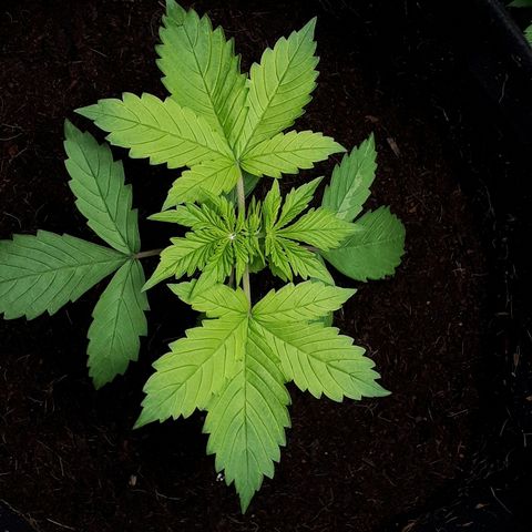 Red Kush Auto growlog timeline photo