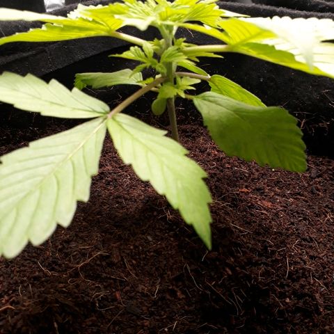 Red Kush Auto growlog timeline photo