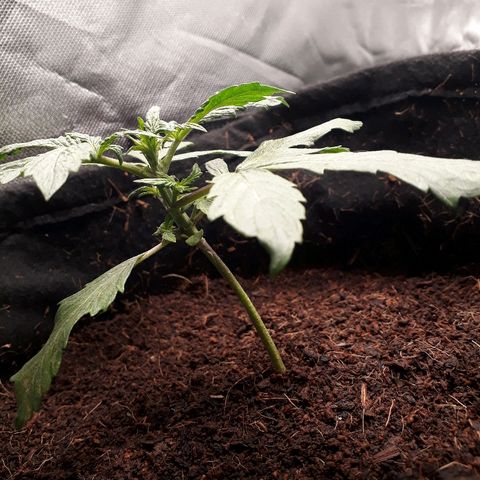 Red Skunk Auto growlog timeline photo