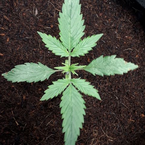 Red Sugar Auto growlog timeline photo