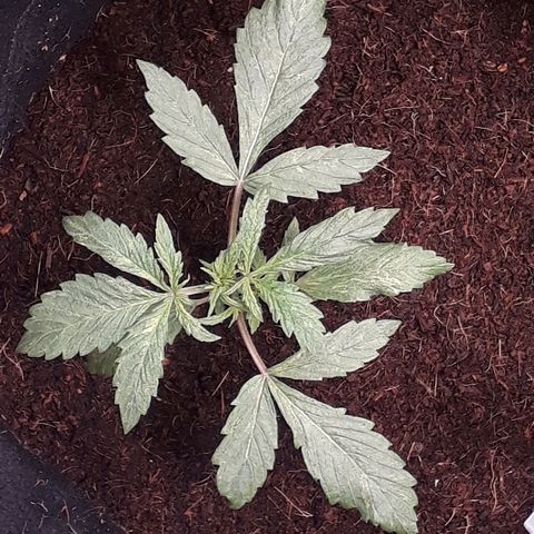 Red Skunk Auto growlog timeline photo