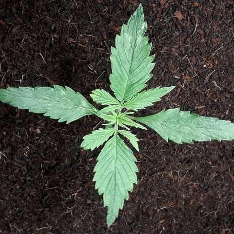 Red Sugar Auto growlog timeline photo