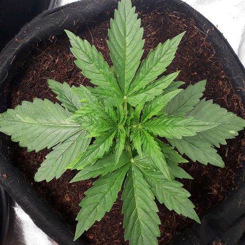 Red Critical Auto growlog timeline photo