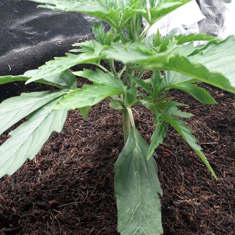 Red Critical Auto growlog timeline photo