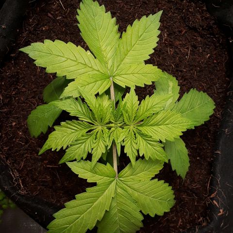 Red Kush Auto growlog photo: Flash água e a algfish 5.6