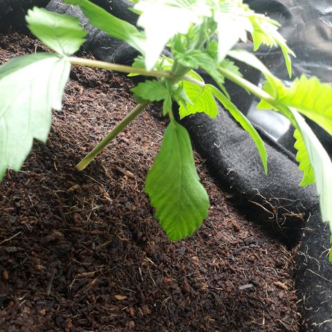 Red Kush Auto growlog photo: Flash água e a algfish 5.6