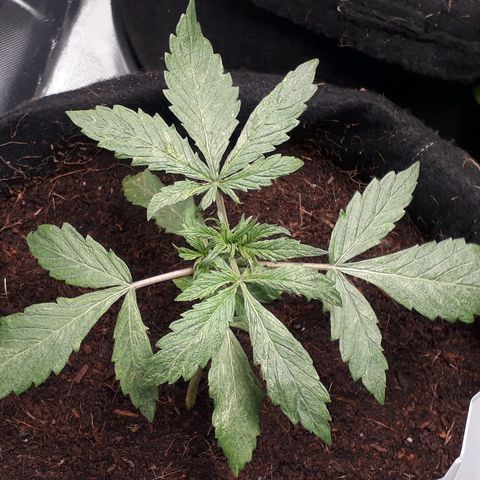 Red Skunk Auto growlog timeline photo