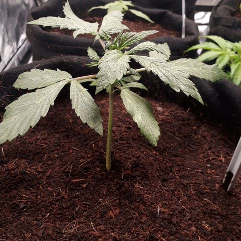 Red Skunk Auto growlog timeline photo