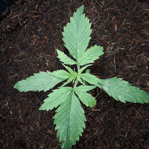 Red Sugar Auto growlog timeline photo