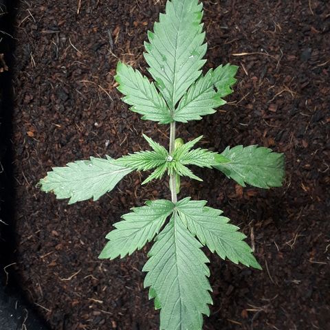Red Sugar Auto growlog timeline photo