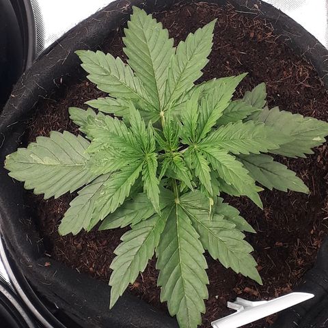 Red Critical Auto growlog timeline photo
