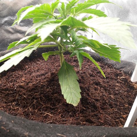 Red Critical Auto growlog timeline photo