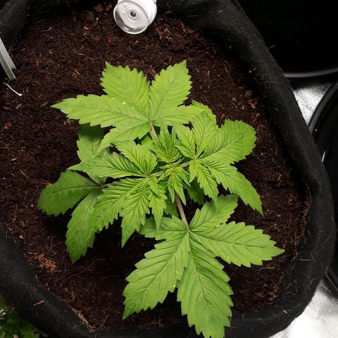 Red Kush Auto growlog timeline photo