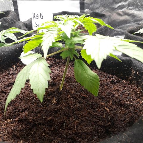 Red Kush Auto growlog timeline photo