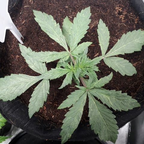 Red Skunk Auto growlog timeline photo