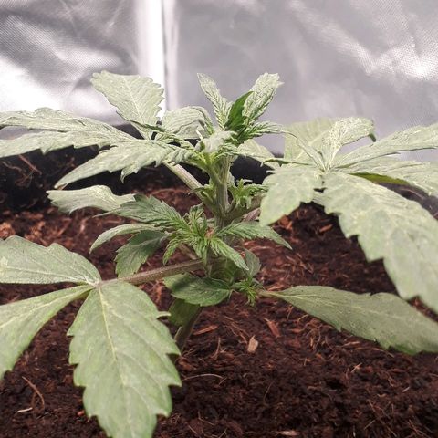 Red Skunk Auto growlog timeline photo