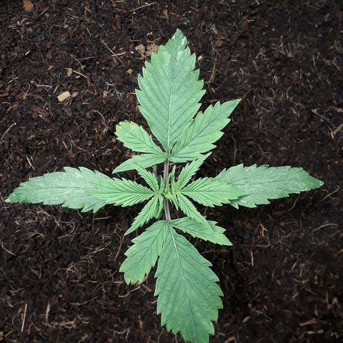 Red Sugar Auto growlog timeline photo