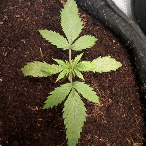 Red Sugar Auto growlog timeline photo
